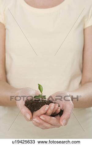 Stock Image - Woman holding seedling. Fotosearch
