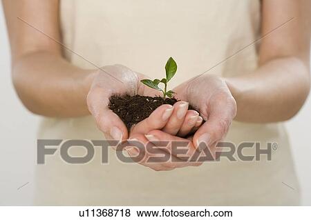 Stock Photo - Woman holding seedling. Fotosearch
