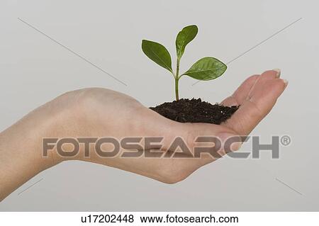 Woman holding seedling View Large Photo Image Stock Photo - Woman holding seedling. Fotosearch