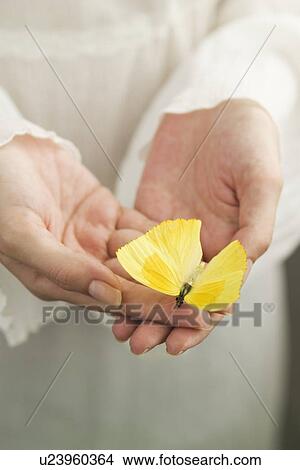 Yellow butterfly in a woman's hands View Large Photo Image Picture - Yellow butterfly in a woman's hands. Fotosearch