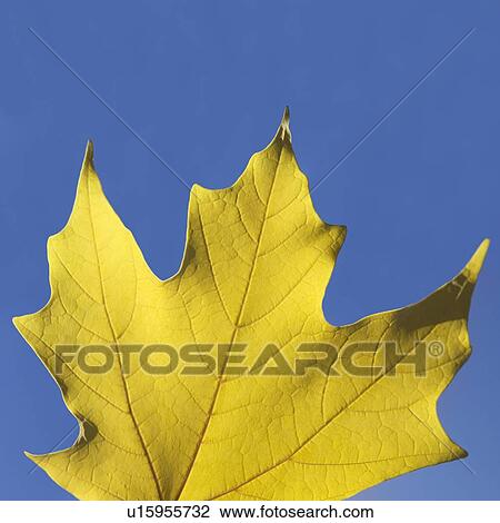 Yellow leaf against a blue sky View Large Photo Image Stock Image - Yellow leaf against a blue sky. Fotosearch