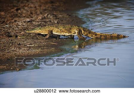 Stock Image - Alligator walking out of water. Fotosearch