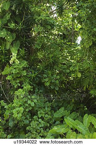 Stock Image - Assorted green plants outdoors. Fotosearch