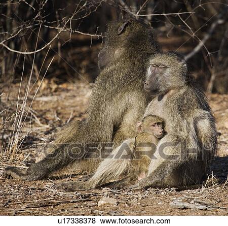 Stock Photo - Baboon family with baby. Fotosearch