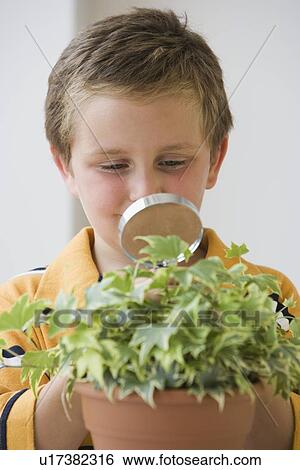 Boy examining potted plant View Large Photo Image Stock Photograph - Boy examining potted plant. Fotosearch