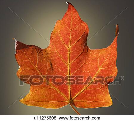 Close up of autumn leaf View Large Photo Image Stock Photo - Close up of autumn leaf. Fotosearch