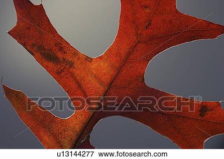 Close up of autumn leaf View Large Photo Image Stock Photo - Close up of autumn leaf. Fotosearch