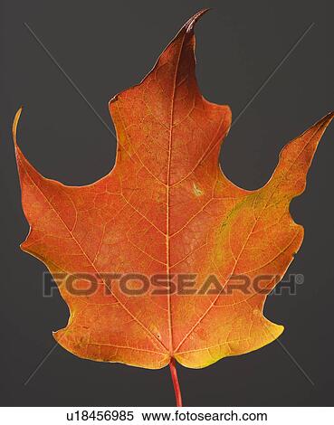 Close up of autumn leaf View Large Photo Image Stock Photography - Close up of autumn leaf. Fotosearch