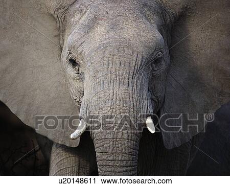 Close up of elephant View Large Photo Image Stock Image - Close up of elephant. Fotosearch