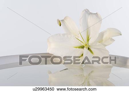 Close up of flower next to bowl of water View Large Photo Image Stock Image - Close up of flower next to bowl of water. Fotosearch
