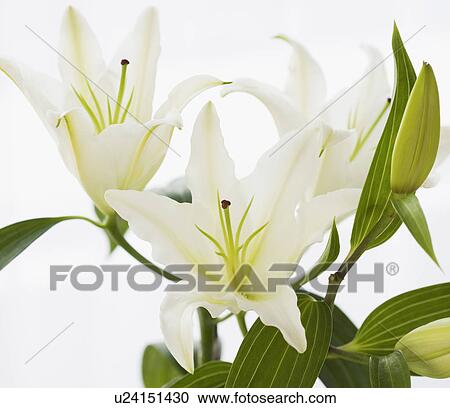 Stock Image - Close up of flowers. Fotosearch
