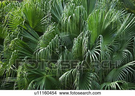 Picture - Close up of foliage. Fotosearch