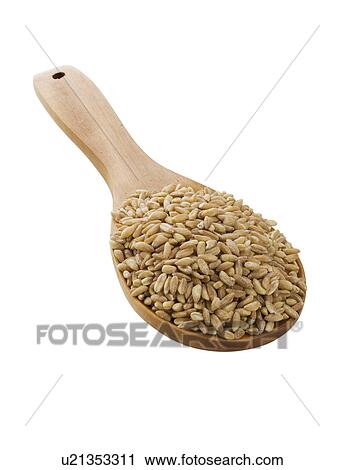 Stock Image - Close up of grain in wooden spoon. Fotosearch