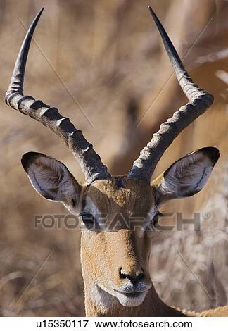 Stock Photo - Close up of Impala. Fotosearch