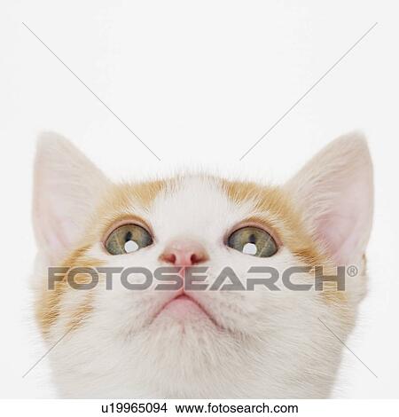 Close up of kitten View Large Photo Image Picture - Close up of kitten. Fotosearch