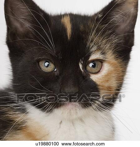 Stock Image - Close up of kitten. Fotosearch