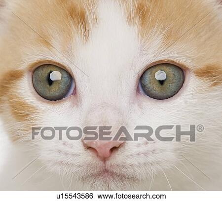 Close up of kitten View Large Photo Image Stock Photograph - Close up of kitten. Fotosearch