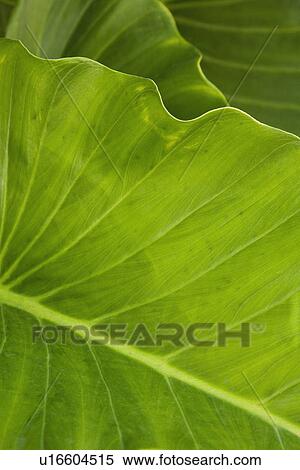 Stock Photography - Close up of leaf. Fotosearch