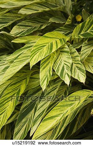 Stock Image - Close up of leaves. Fotosearch