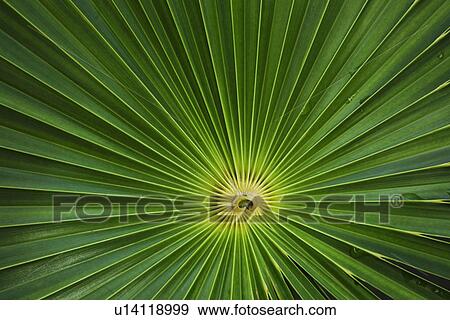 Stock Photo - Close up of leaves. Fotosearch