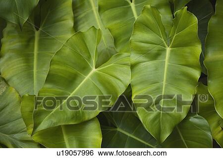 Stock Photograph - Close up of leaves. Fotosearch
