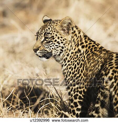 Close up of leopard cub View Large Photo Image Stock Photograph - Close up of leopard cub. Fotosearch