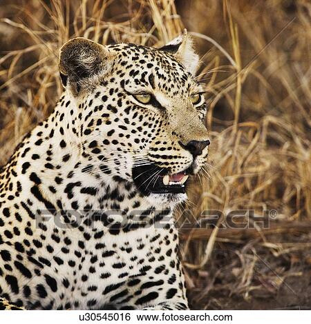 Close up of leopard View Large Photo Image Stock Photograph - Close up of leopard. Fotosearch