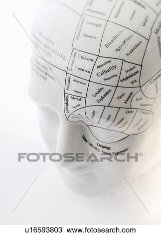 Close up of Phrenology head diagram View Large Photo Image Stock Image - Close up of Phrenology head diagram. Fotosearch