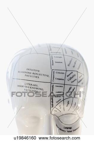 Stock Image - Close up of Phrenology head diagram. Fotosearch