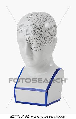 Stock Image - Close up of phrenology head diagram. Fotosearch