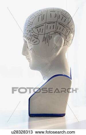 Close up of Phrenology head diagram View Large Photo Image Stock Image - Close up of Phrenology head diagram. Fotosearch
