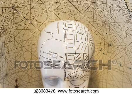 Close up of Phrenology head diagram View Large Photo Image Stock Photo - Close up of Phrenology head diagram. Fotosearch