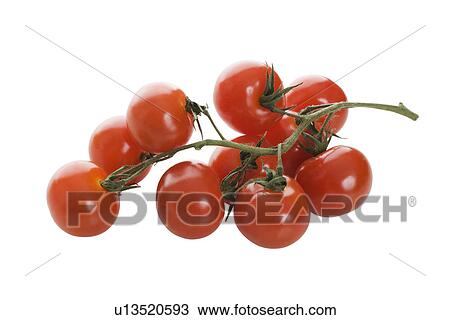 Close up of tomatoes on vine View Large Photo Image Stock Image - Close up of tomatoes on vine. Fotosearch