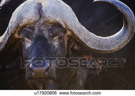 Stock Photograph - Close up of water buffalo. Fotosearch