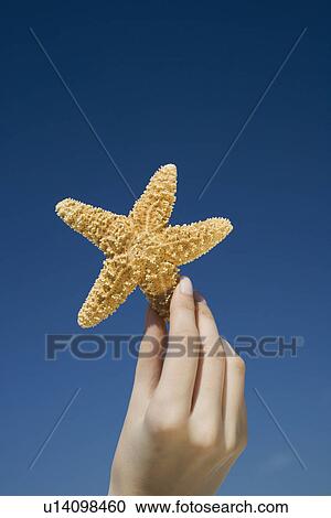 Close up of woman holding starfish View Large Photo Image Stock Image - Close up of woman holding starfish. Fotosearch