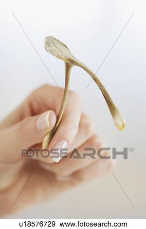 Close up of woman holding wishbone View Large Photo Image Stock Photo - Close up of woman holding wishbone. Fotosearch