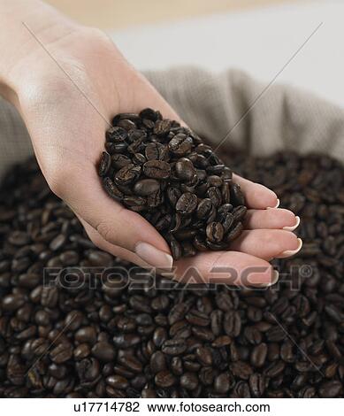 Close up of woman's hand holding coffee beans View Large Photo Image Stock Image - Close up of woman's hand holding coffee beans. Fotosearch