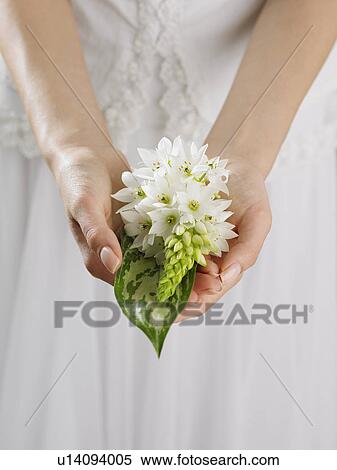 Stock Photography - Close up of woman's hands holding flowers. Fotosearch