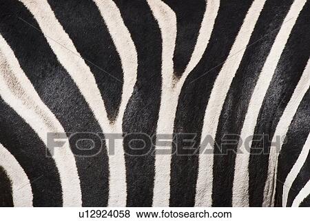 Stock Photo - Close up of zebra fur. Fotosearch