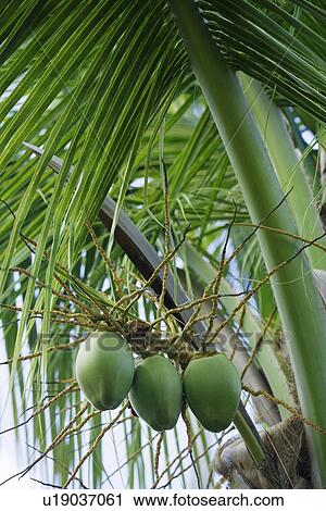 Stock Image - Coconuts hanging from tree. Fotosearch