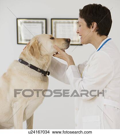 Female veterinarian examining in dog View Large Photo Image Picture - Female veterinarian examining in dog. Fotosearch