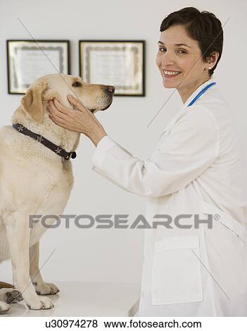 Stock Photo - Female veterinarian examining in dog. Fotosearch