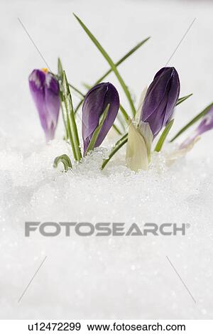 Flowers growing in snow View Large Photo Image Stock Photo - Flowers growing in snow. Fotosearch