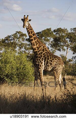 Giraffe standing in grass View Large Photo Image Stock Image - Giraffe standing in grass. Fotosearch