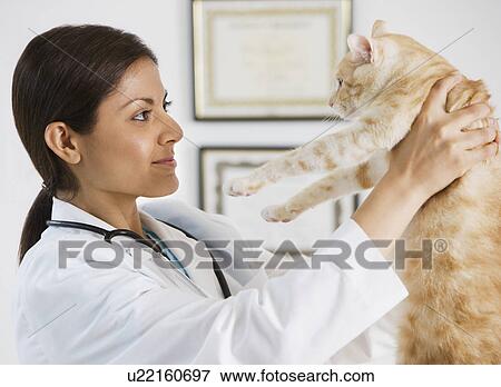 Stock Photo - Indian female veterinarian examining cat. Fotosearch