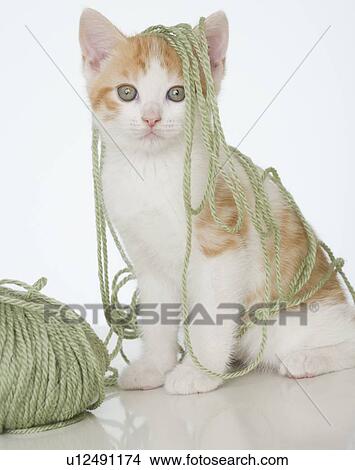 Picture - Kitten covered in yarn. Fotosearch