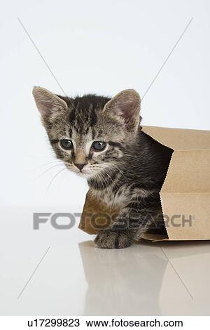 Kitten crawling out of paper bag View Large Photo Image Stock Image - Kitten crawling out of paper bag. Fotosearch