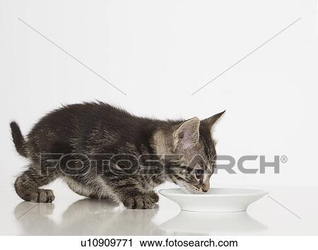 Kitten drinking from bowl View Large Photo Image Stock Image - Kitten drinking from bowl. Fotosearch