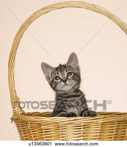 Kitten in basket View Large Photo Image Stock Image - Kitten in basket. Fotosearch