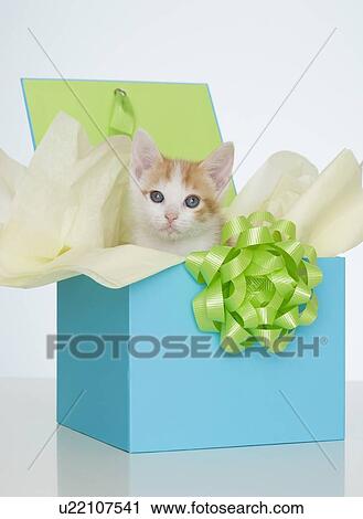 Kitten in gift box View Large Photo Image Stock Image - Kitten in gift box. Fotosearch